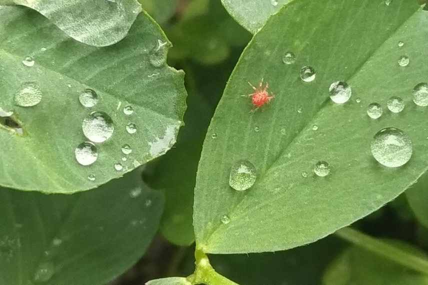 zoom sur l araignee rouge