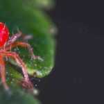 Araignée rouge : identification et traitement