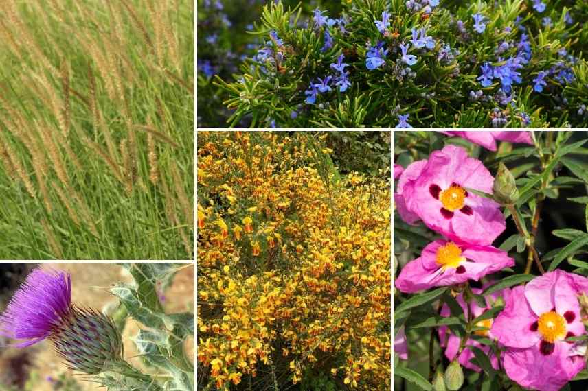 Pennisetum 7 idees pour bien les associer, Herbe aux ecouvillons association