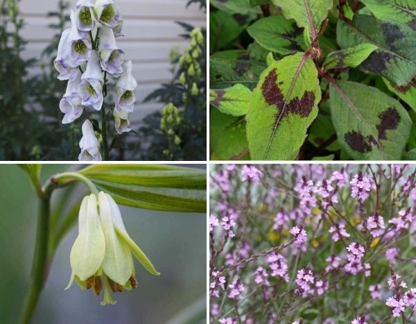 Vivaces : nos nouveautés printemps 2021