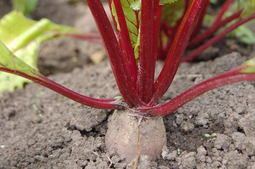 Les betteraves : des légumes racines bien adaptés à l’altitude
