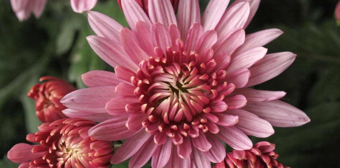 Tutoriel : semer le chrysantheme sous abri ou au jardin