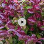 Le Leucothoe : pour un automne en couleur