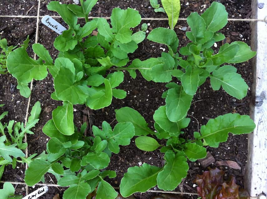 Roquette Eruca sativa