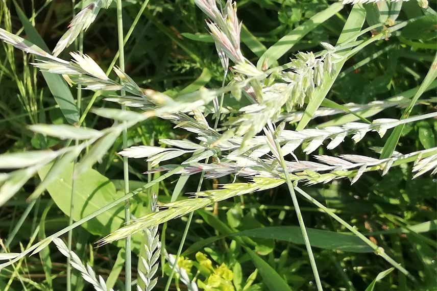 Le chiendent - ©Татьяна-Максимова - INaturalist