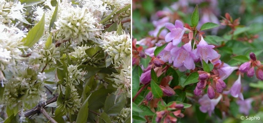 utilisation de l'abélia, quel abélia choisir