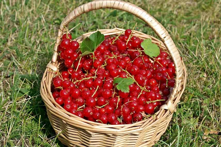 Rendement du groseillier