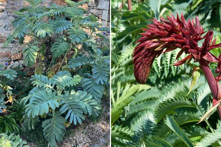 larges grand feuillages xxl