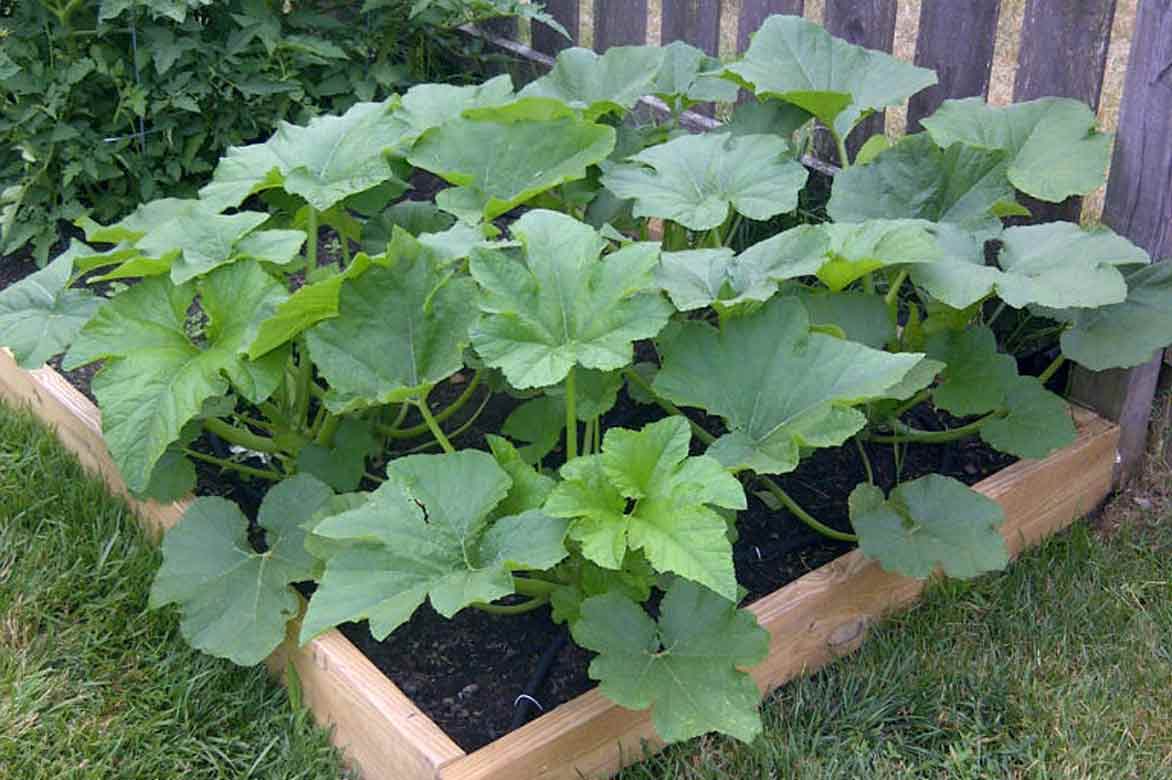 Pâtisson en pleine terre