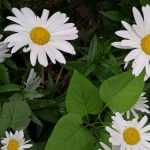 Utiliser le pyrèthre au jardin