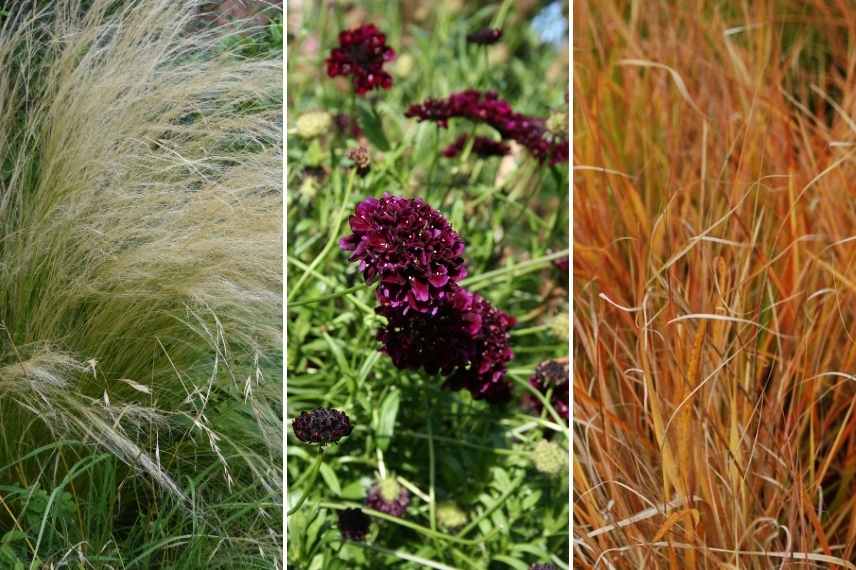 idees association associer Stipa cheveux ange