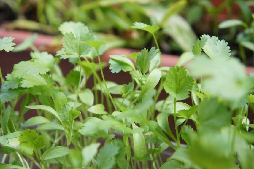 coriandre pot, jardiniere, balcon, terrasse, cultiver, faire pousser
