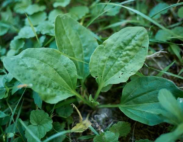 Miam miam des mauvaises herbes !