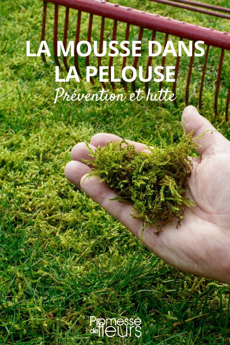 mousse pelouse