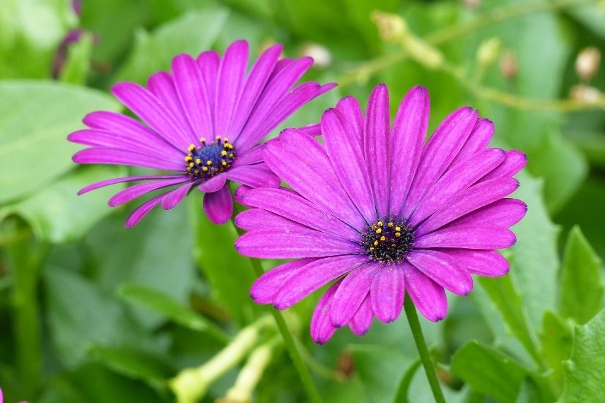 marguerite du cap exposition soleil, annuelle pour soleil