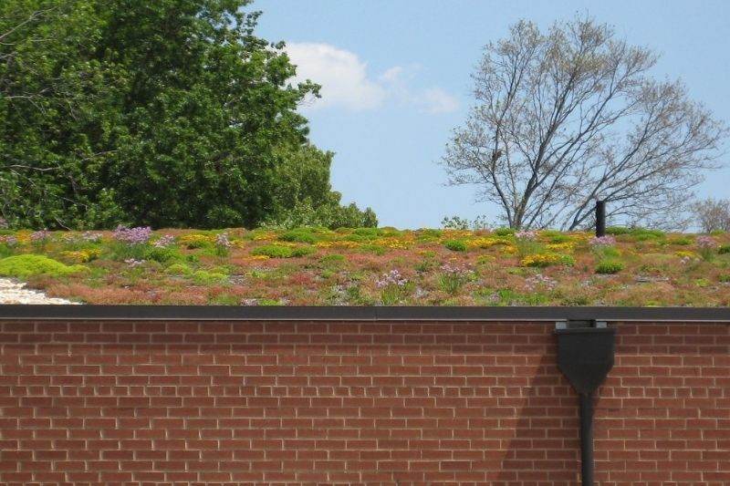 récupération d'eau toiture végétalisée