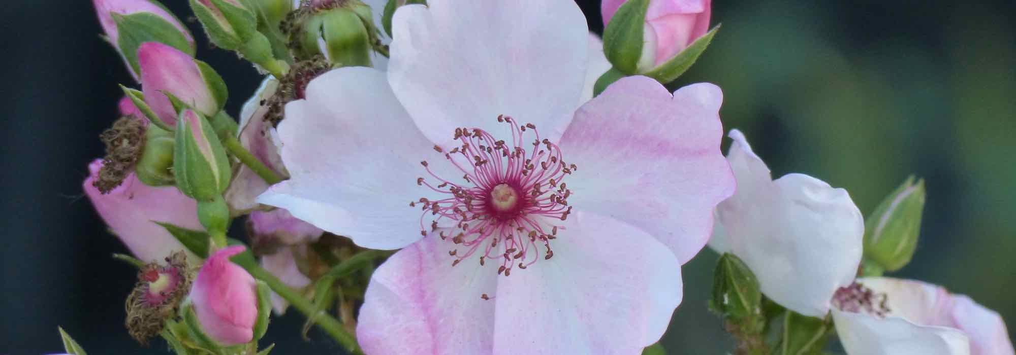 Le soufre au jardin : comment et pourquoi l’utiliser ?