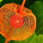Le physalis : semis, culture, récolte