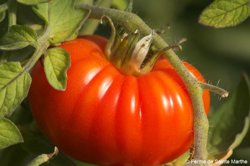 La ‘Marmande’ : une tomate précoce à la solide réputation