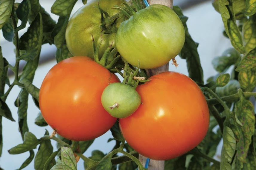 La tomate ‘Orange Queen’ : aussi productive qu’esthétique
