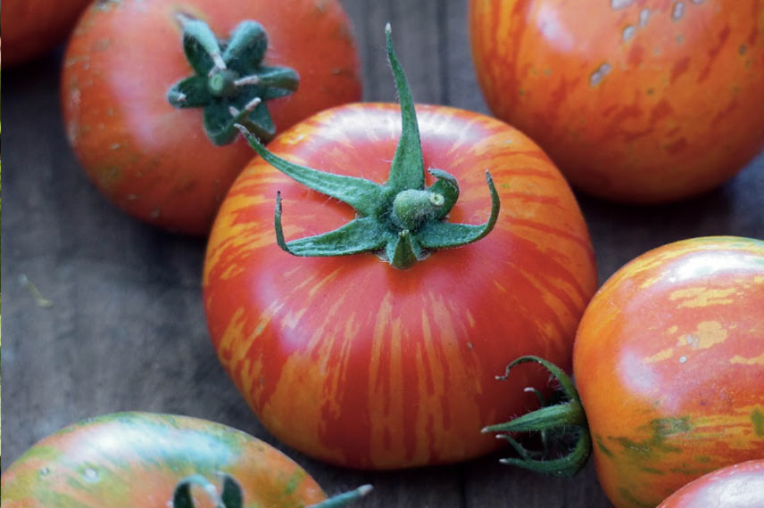 La tomate ‘Tigrella’ : une variété ancienne, vigoureuse et productive