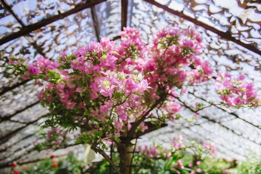 hivernage Bougainvillier sous serre