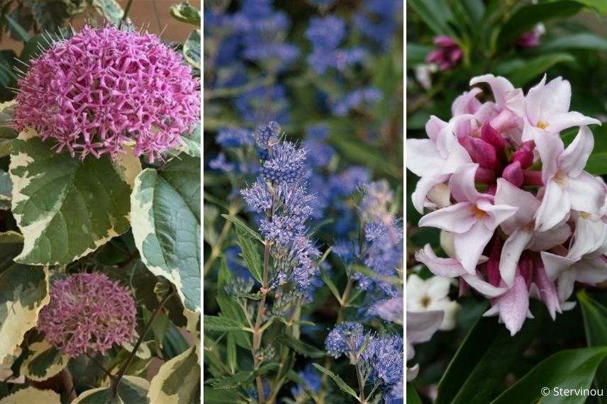 associer caryoptéris dans haie