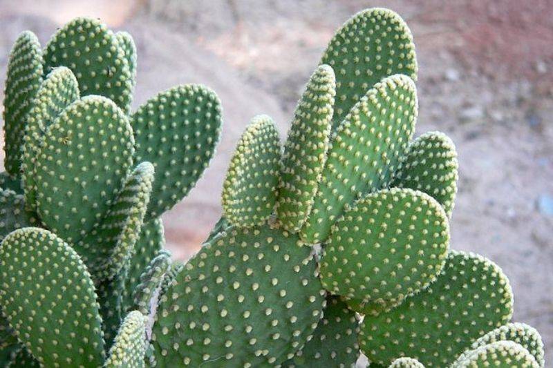 quel cactus bouturer, plantes grasses bouture, cactus-raquette, Figuier de Barbarie
