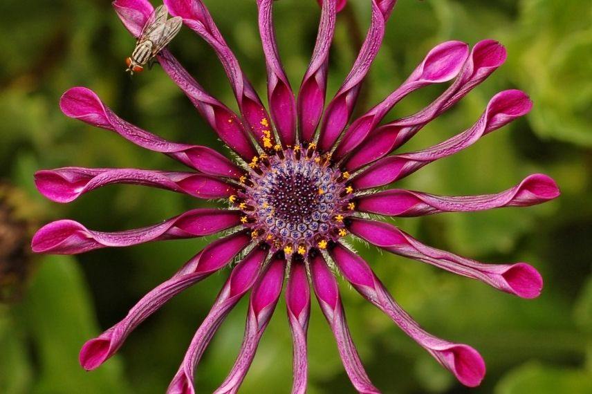 marguerite du Cap en pot, vivace en pot plein Sud