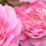 Les roses du 7e art