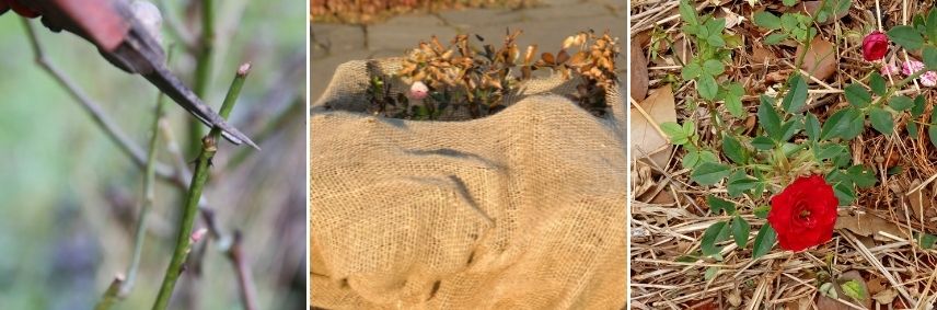 hiverner rosier en pot, entretien rosier en pot