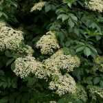 Quand et comment faire sécher les fleurs de sureau ?