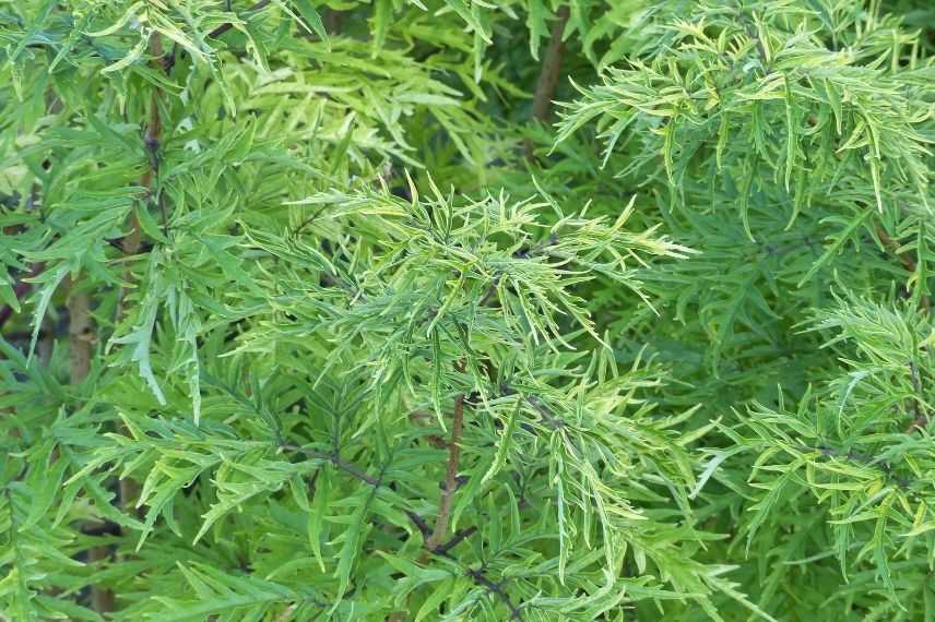 feuillage découpé de sureau Lemony Lace