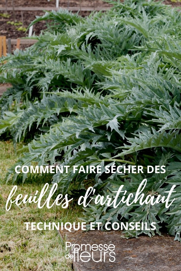 comment sécher des feuilles d'artichaut