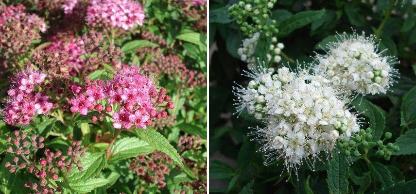 spirée floraison estivale, arbuste floraison début été