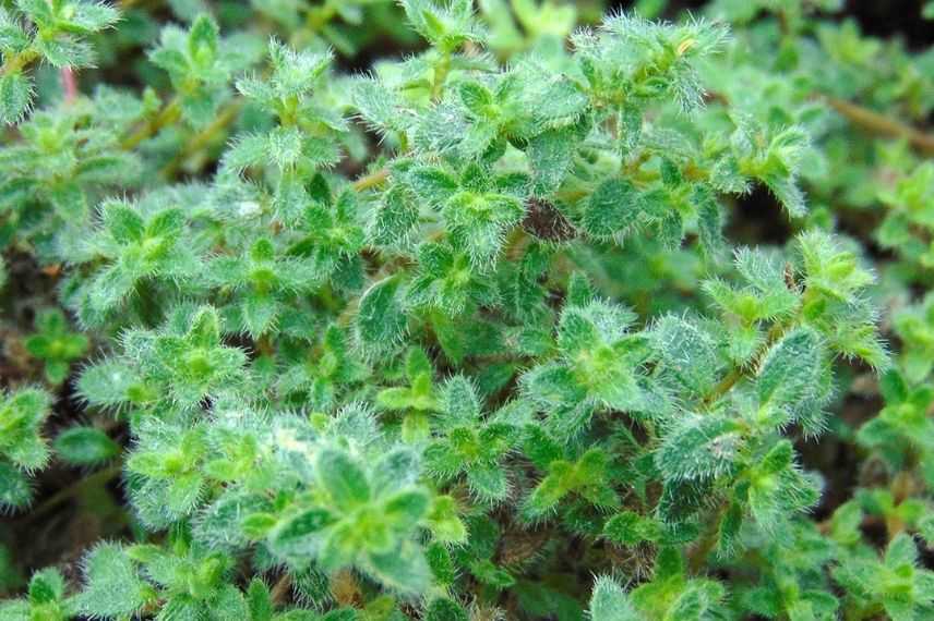 thym laineux en pot plein soleil