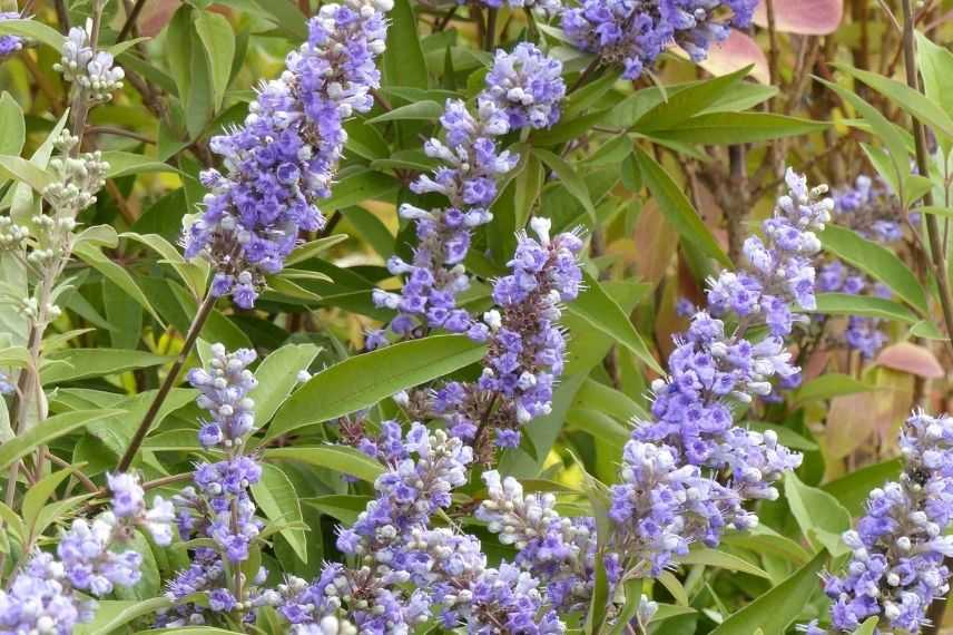 Vitex floraison en fin d'été