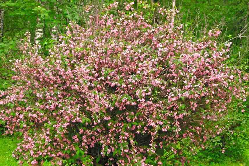 choisir Weigélia selon utilisation dimension