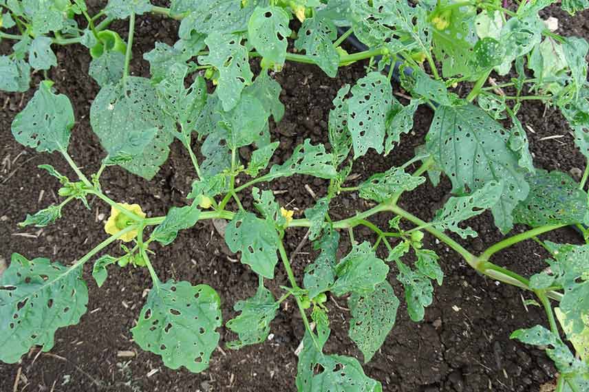 Physalis : maladies et ravageurs