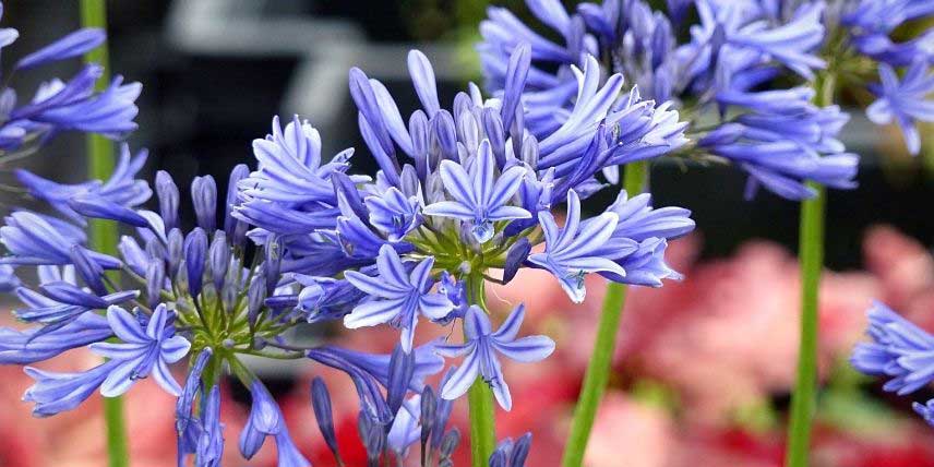La floraison de l'agapanthe 'Navy Blue'