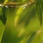 Bambou, Fargesia : planter, entretenir