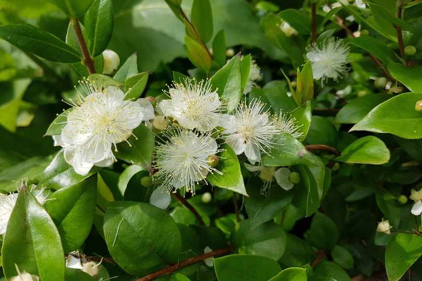 feuilles et fleurs du myrte