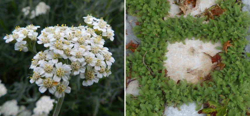 achillée à feuille de criste marine, couvre-sol pour terre sèche