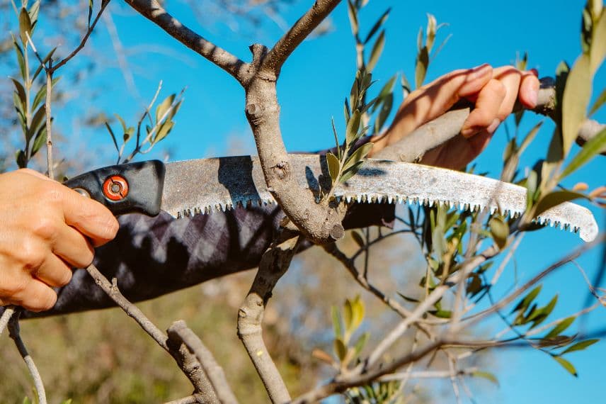 la taille de l'olivier d'ornement