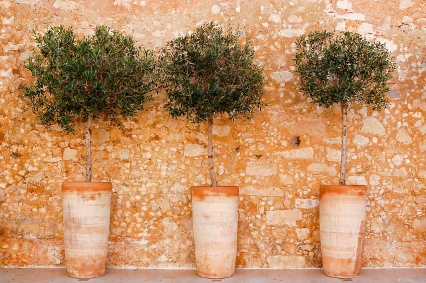 Des oliviers en pot
