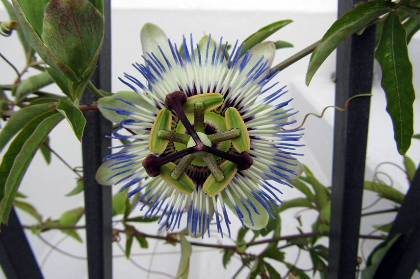 Passiflora caerulea en pot