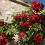 Comment choisir un rosier grimpant ?