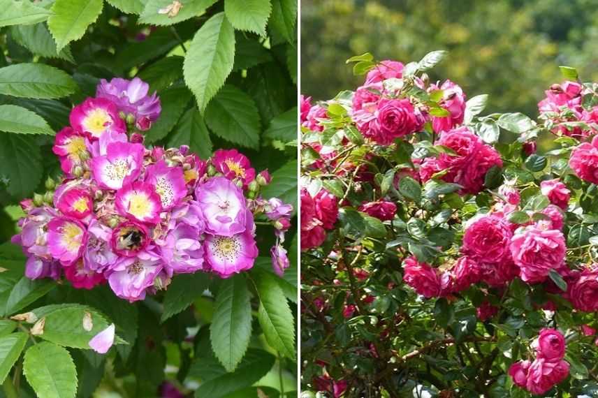 rosier grimpant résistant