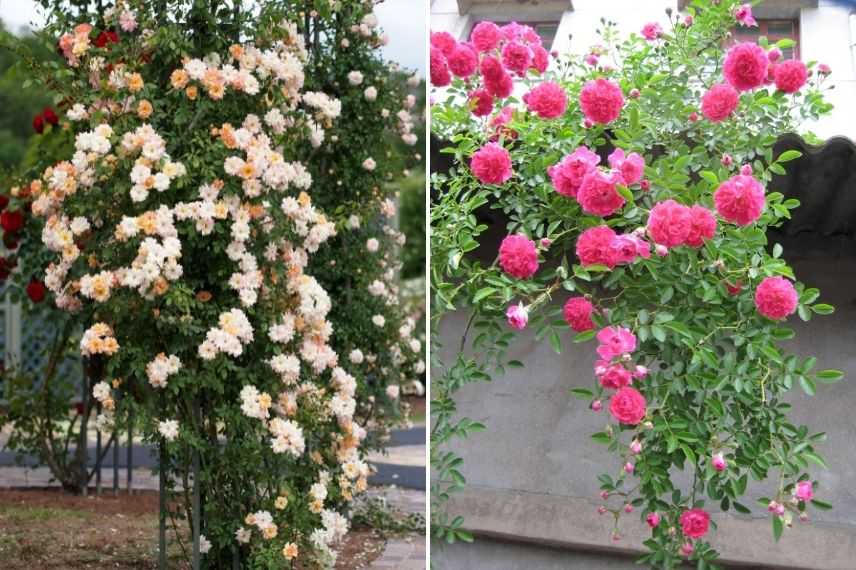 rosier grimpant dimensions