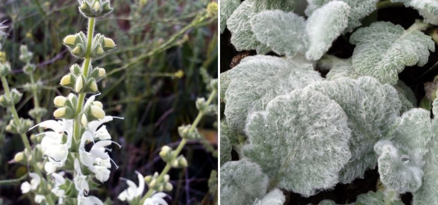 sauge argentée feuillage gris